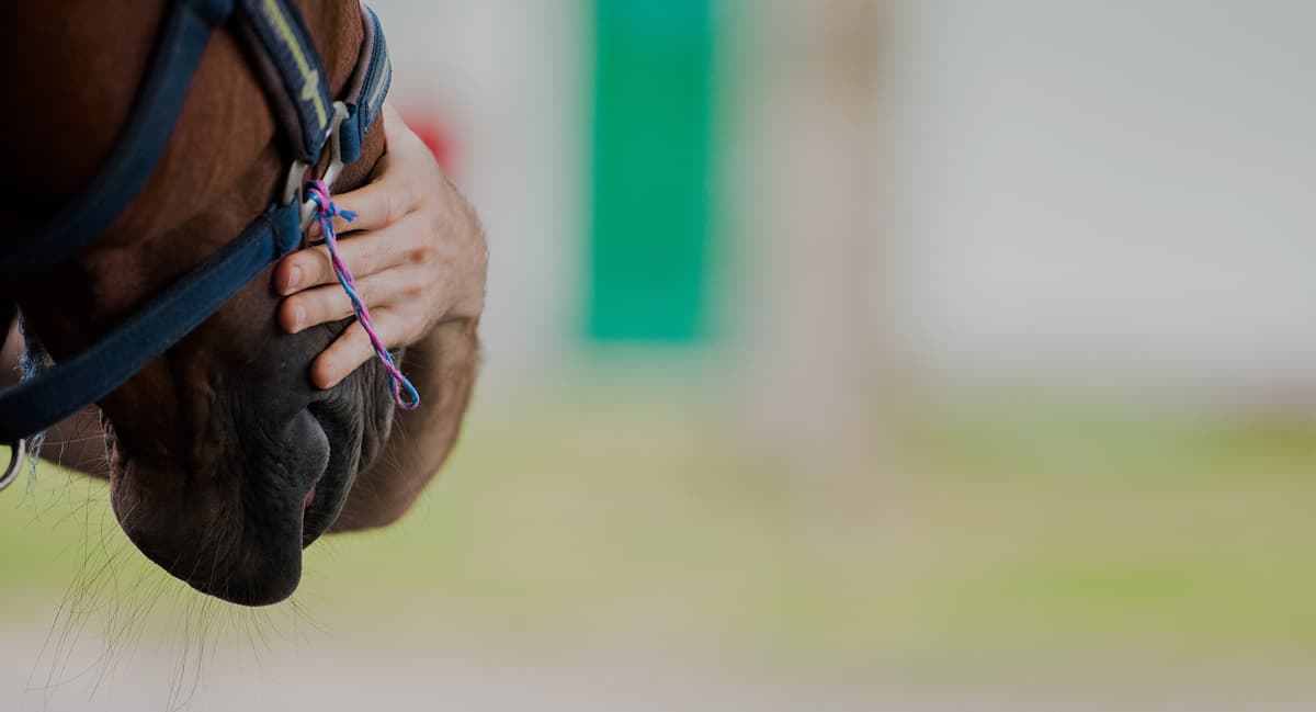 Routine Wellness Check