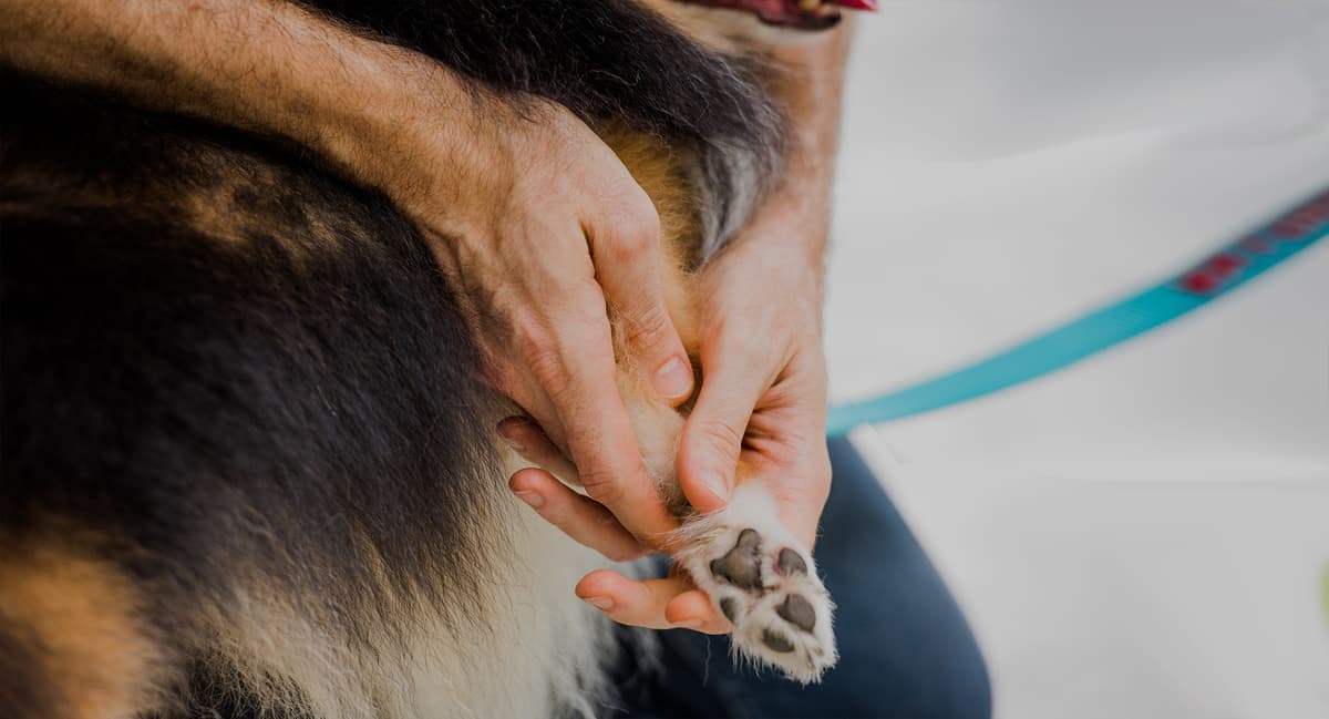General Canine Osteopathy