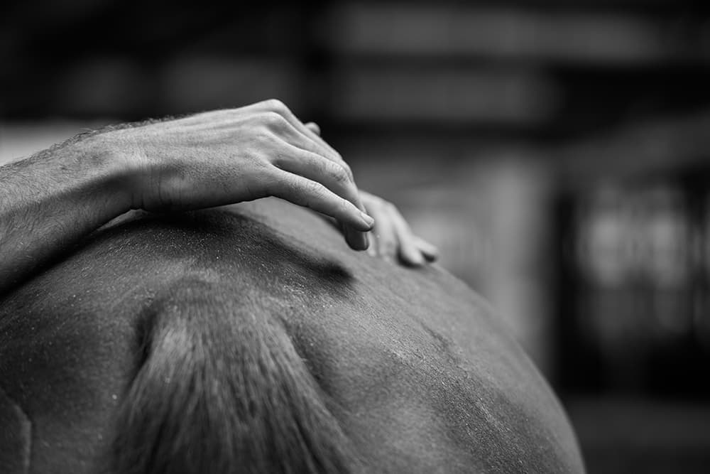 Sport Equine Osteopathy